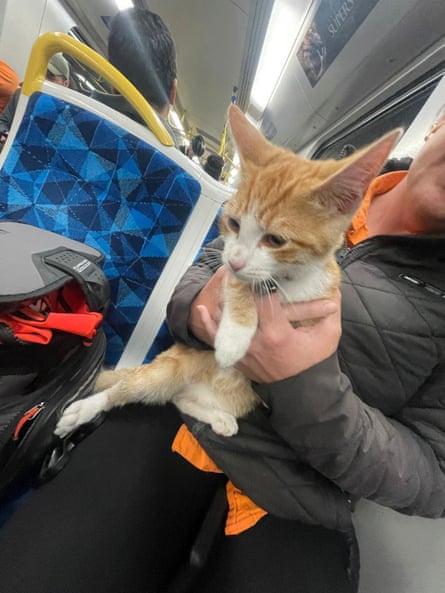 A passenger holds the cat