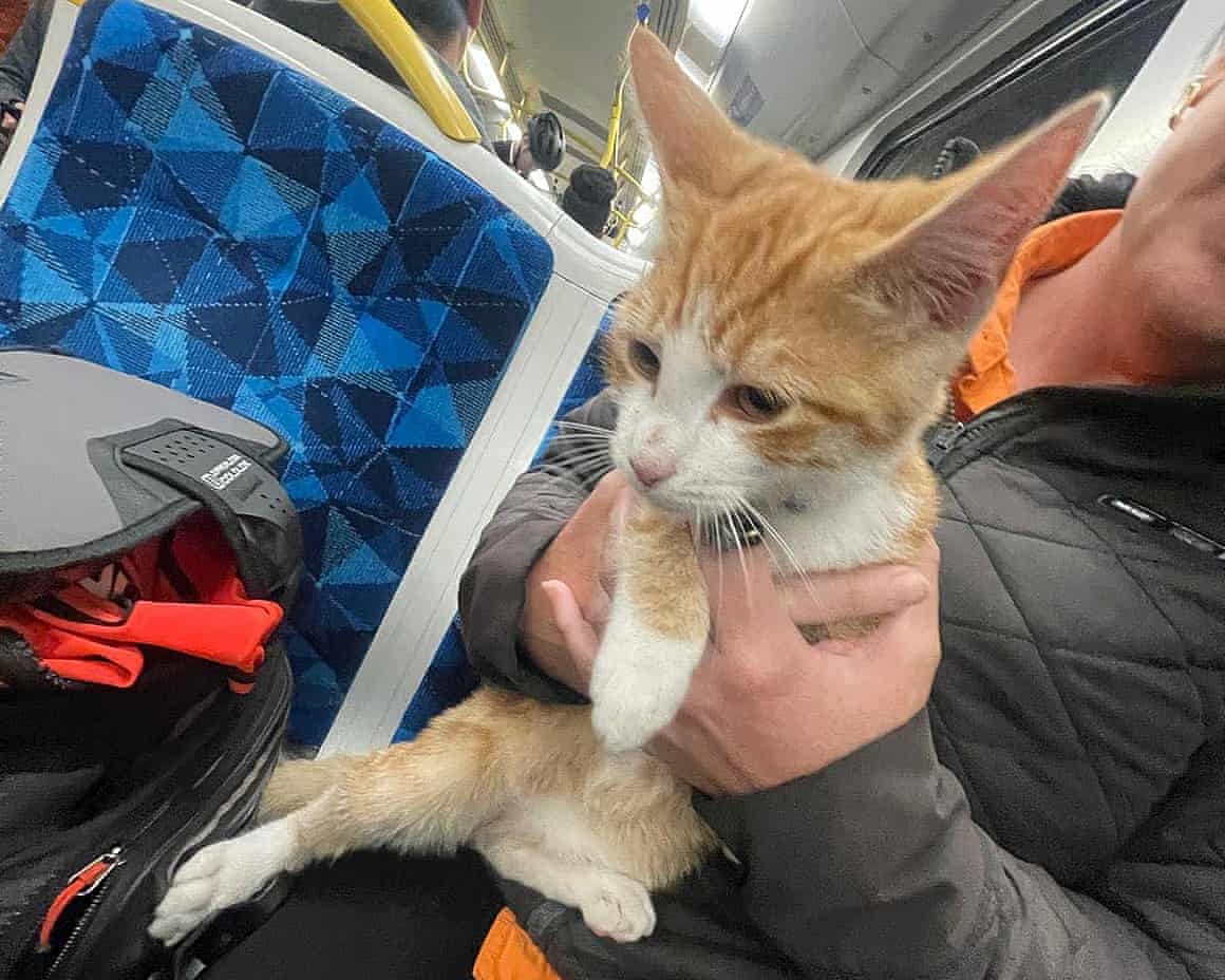 A curious cat boarded at train in St Albans just after 6am on Tuesday, 25 March, and travelled to the city. Passengers cared for the young cat on board and handed him in to Metro staff.