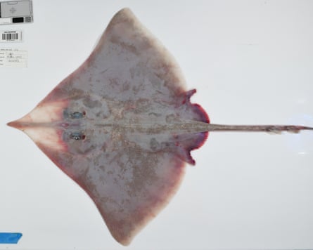 A new species of skate, Dipturus, identified by Dr Will White at the CSIRO