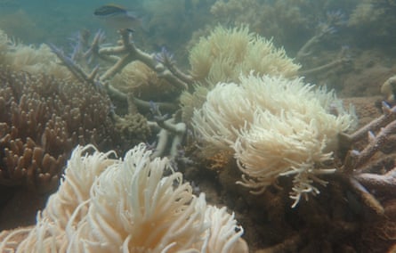 Newly bleached coral. Most of the reef has been placed on red alert for coral bleaching for the coming month by the US National Oceanic and Atmospheric Administration