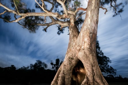 Some of the Djap Wurrung trees have been used for around 50 generations as a place for local Aboriginal women to give birth.