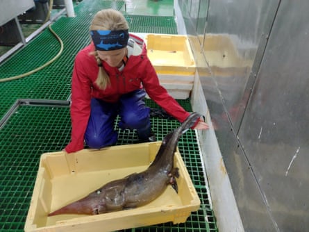 A woman holds out the tail of a pointy-nose fish that is lying in a crate in a ship’s hold