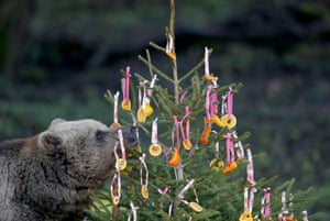 A brown bear nibbles on snacks hanging on a Christmas tree at ZSL Whipsnade Zoo, UK. The festive bauble treats include colourful strips of bell pepper, pineapple rings and fish wrapped inside orange slices to create the perfect yuletide banquet