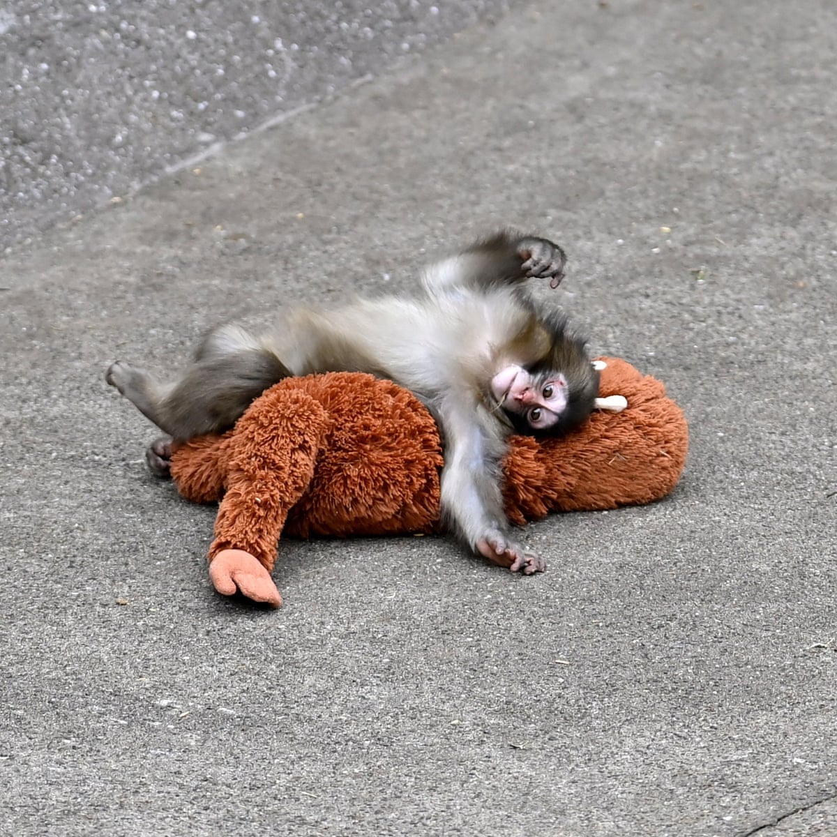 The tragedy of Punch the monkey: why do mother animals abandon their offspring? | Japan | The Guardian