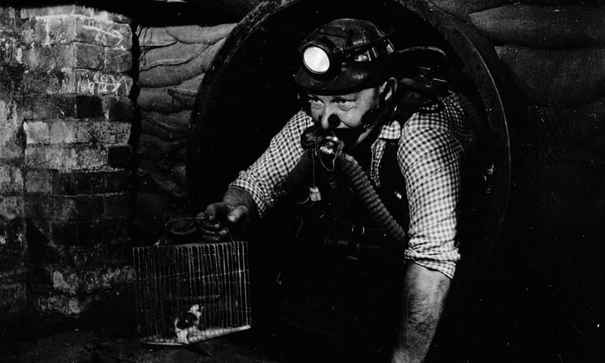 People with MCS call themselves ‘canaries’, after the birds used as sentinels in coalmines to detect toxic levels of carbon monoxide.