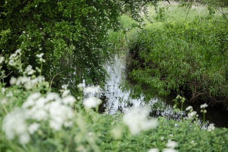 Greenery alongside a river
