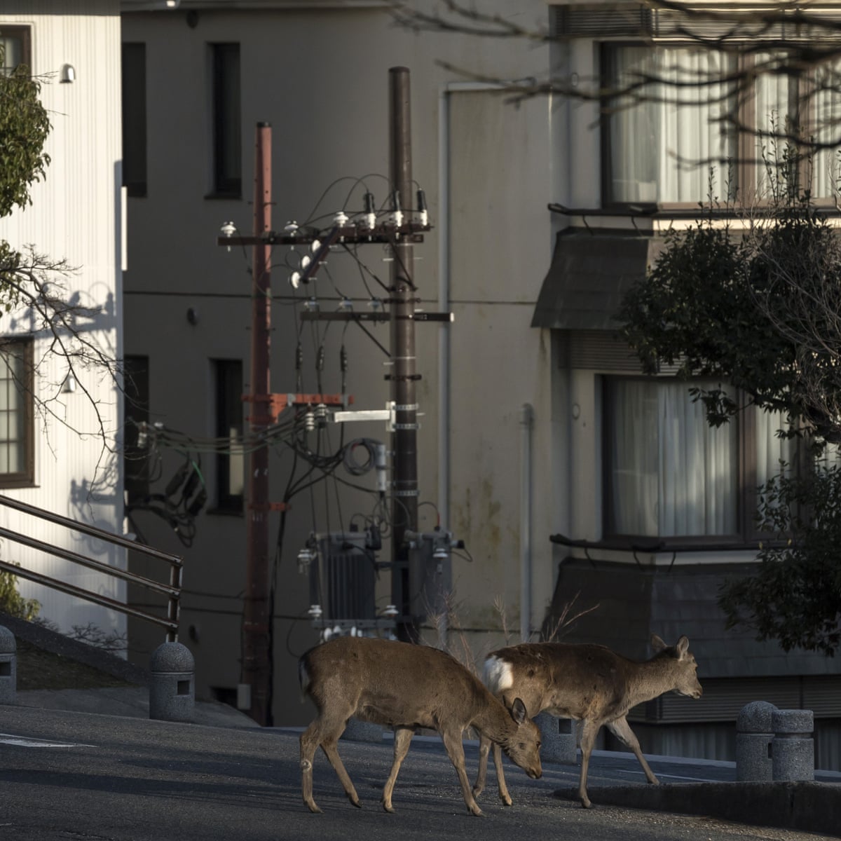 Emboldened Wild Animals Venture Into Locked Down Cities Worldwide Animals The Guardian