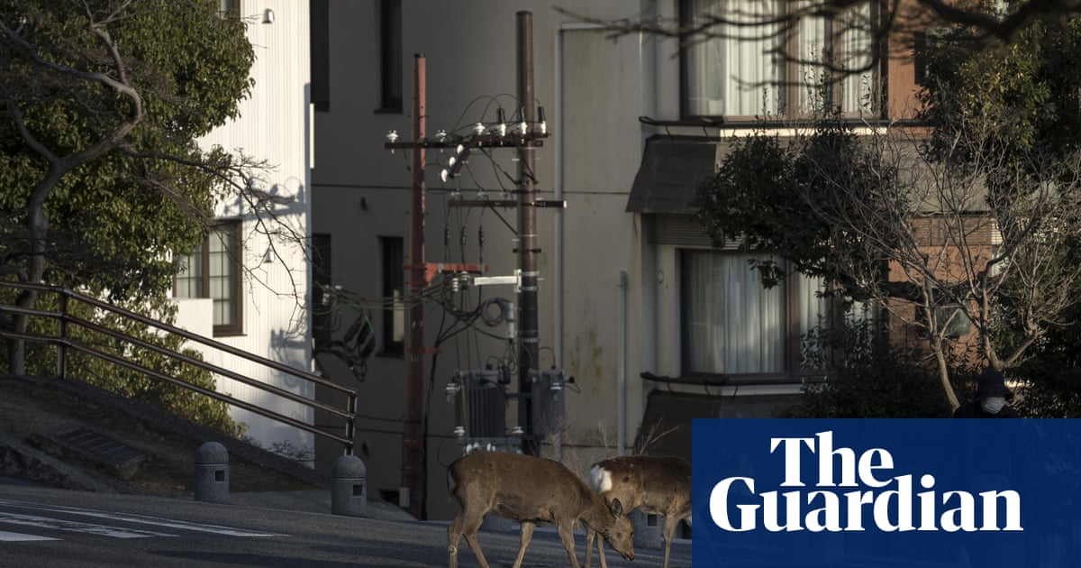 Emboldened Wild Animals Venture Into Locked Down Cities Worldwide