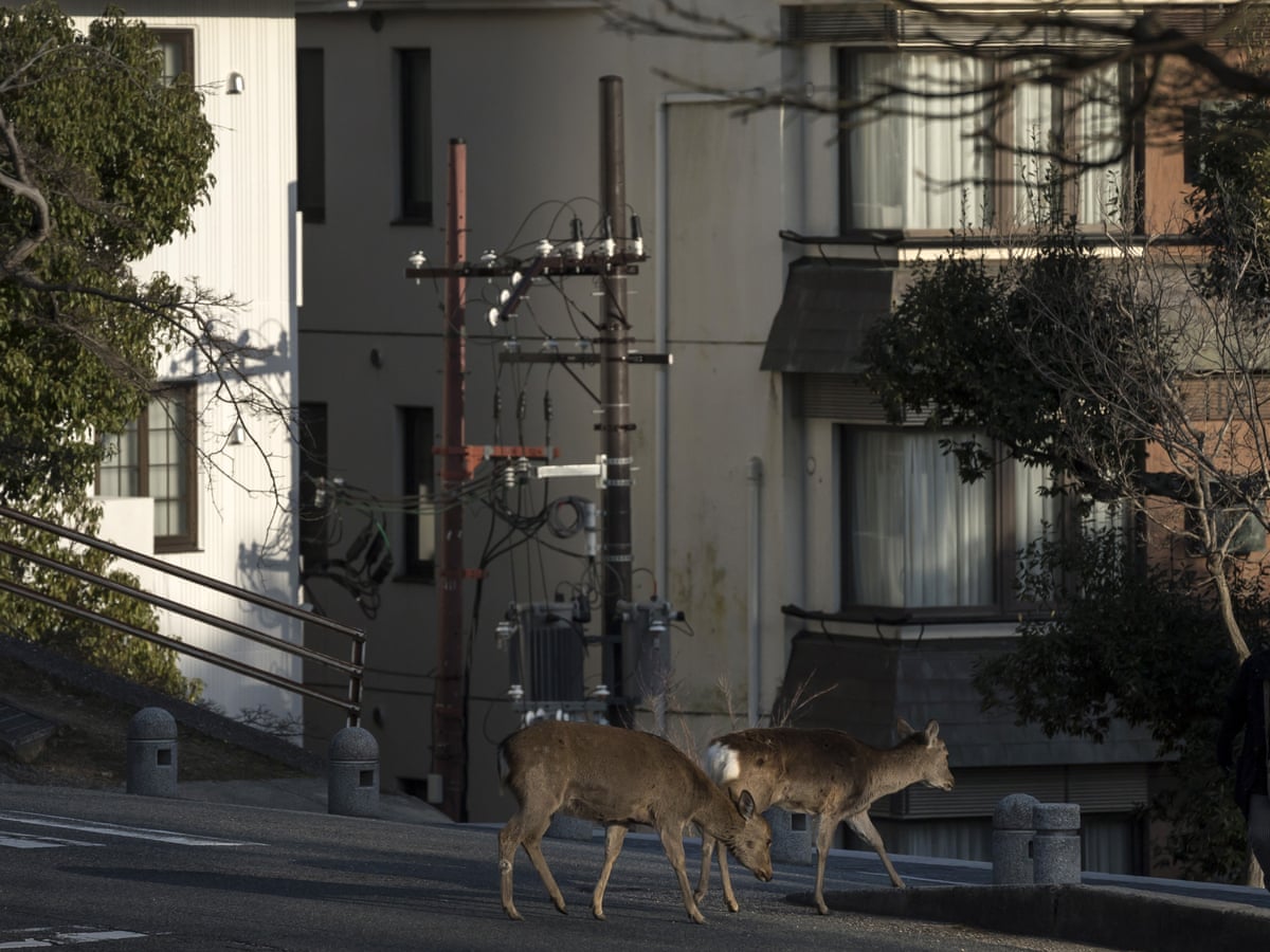 Download Emboldened Wild Animals Venture Into Locked Down Cities Worldwide HD Wallpaper Emboldened Wild Animals Venture Into Locked Down Cities Worldwide Free