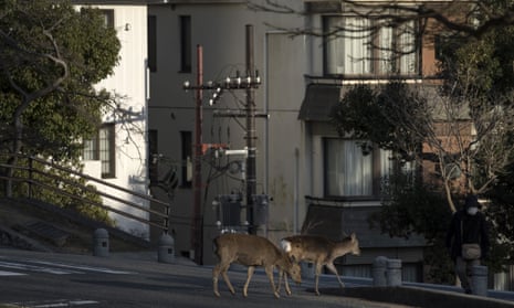 Sika deer cross a road in Nara, Japan. The animals have been wandering through city streets and subway stations.