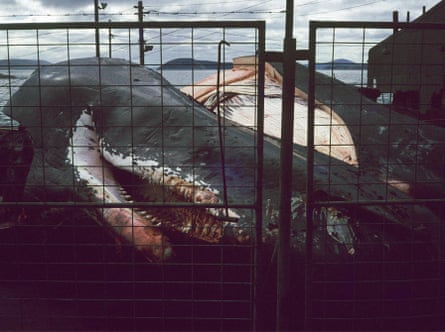 Pieces of sperm whale at the whaling station at Albany, Western Australia, Australia, in July 1977 (the station closed down in 1978).