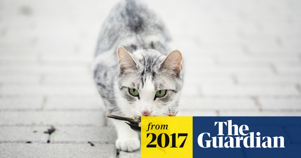 Cats Kill 1 Million Australian Birds A Day Study Shows Life And Style The Guardian