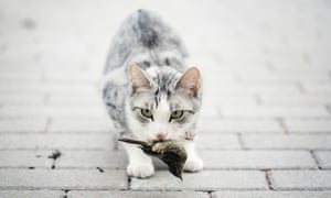 Cats Kill 1 Million Australian Birds A Day Study Shows Life And Style The Guardian