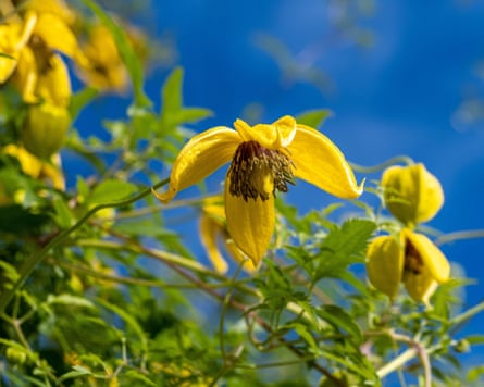 A closeup of the yellow flowers of Clematis tangutica growing in a UK garden in late summer