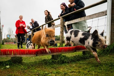 Miniature pigs jump over a small hurdle during a race