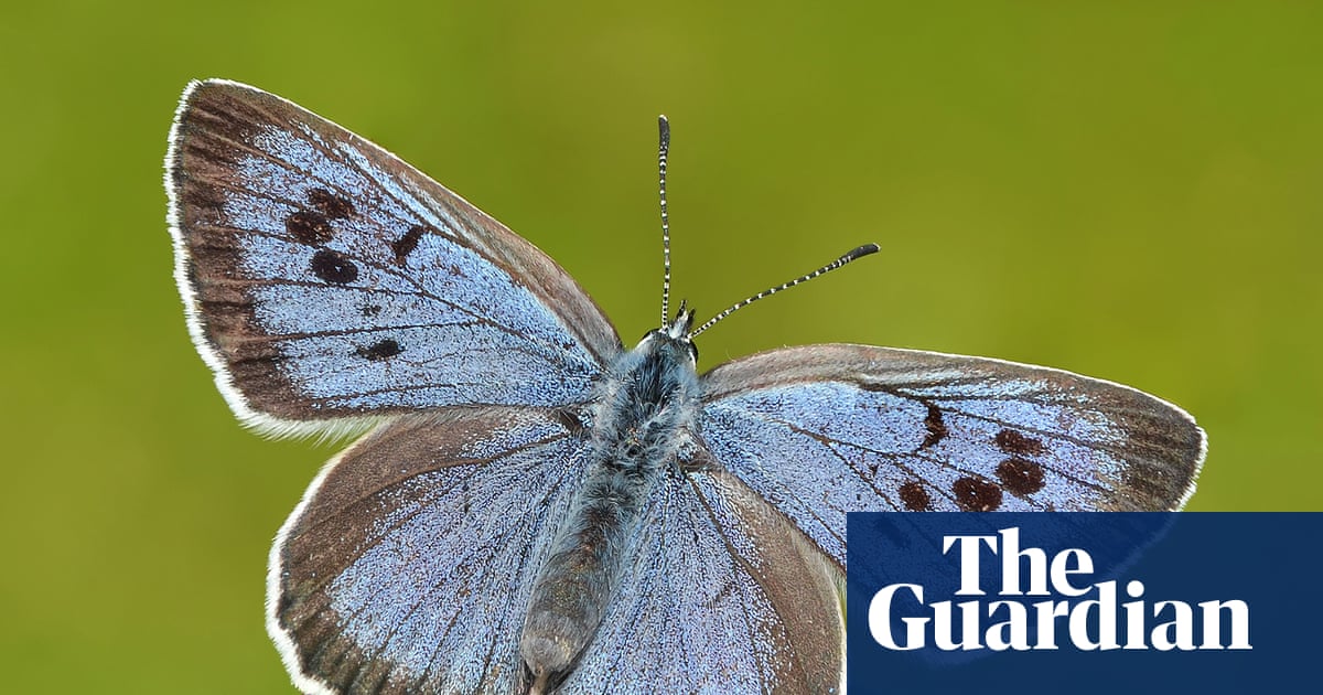 Britons to vote in inaugural contest to find nation’s favourite butterfly