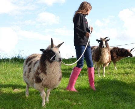 Sheep Trek, Good Day Out, Powys