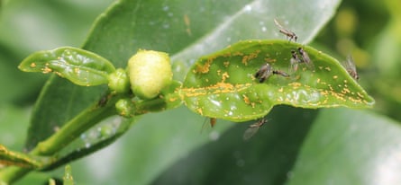 El insecto Tamarixia dryi en una hoja de cítrico dañada
