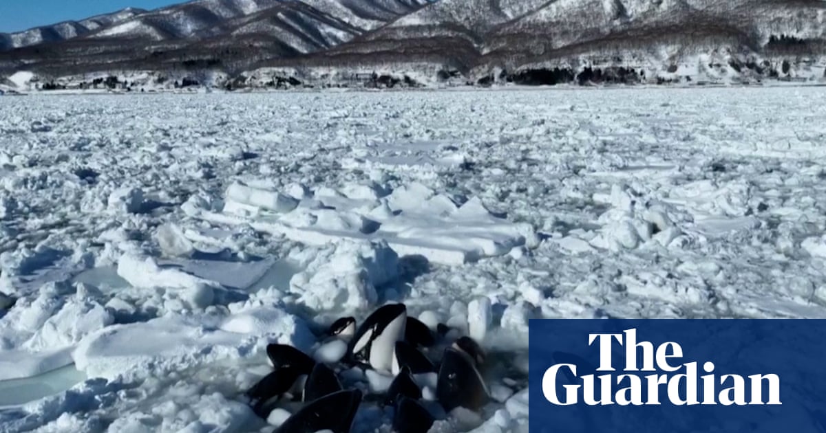Killer whales trapped in drift ice off Japan’s Hokkaido coast escape | Japan