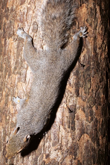 Grey squirrels out compete reds for food and space, and carry a viral disease which it transmits to the red squirrels