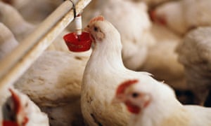 Poultry farm