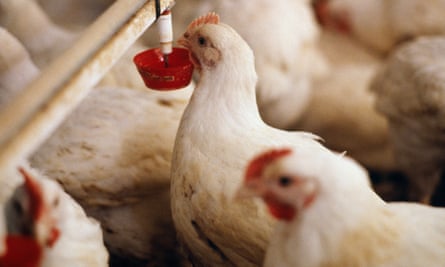 Broiler chickens on a farm in the UK.