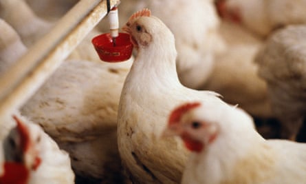 Broiler chickens at a farm in the UK.