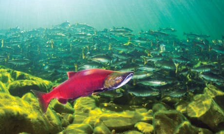 sockeye salmon, Canada