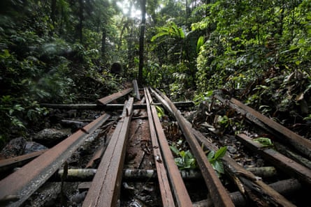 Timber planks at an illegal logging site in the Philippines.