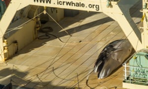 Sea Shepherd has allegedly found the Japanese ship in the Australian Whale Sanctuary with a dead minke whale on its flensing deck.
