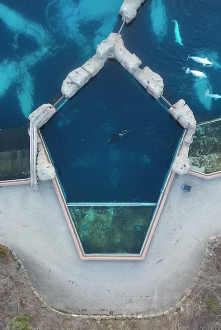 Aerial shot of three pools with an orca and beluga whales swimming around in her concrete tank in Niagara Falls, Ontario, Canada, 19 February 2023
