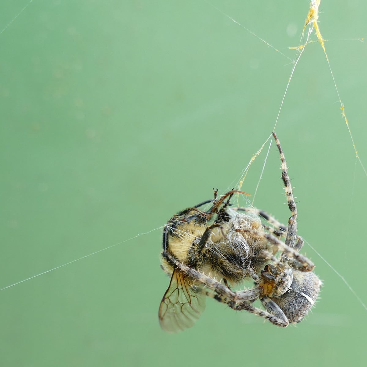 Why Do Cats Eat Cobwebs: Curiosity or Instinct?