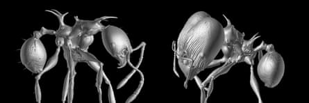 3-D scans of Pheidole drogon minor (left) and major worker (right).
