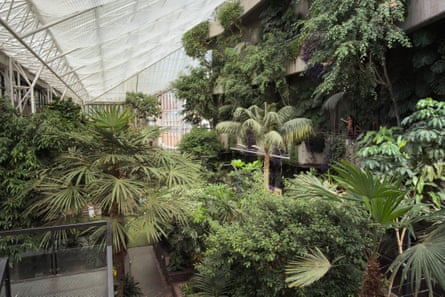 Tall plants in the Barbican conservatory.