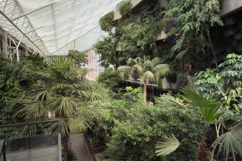 Tall plants in the Barbican conservatory.