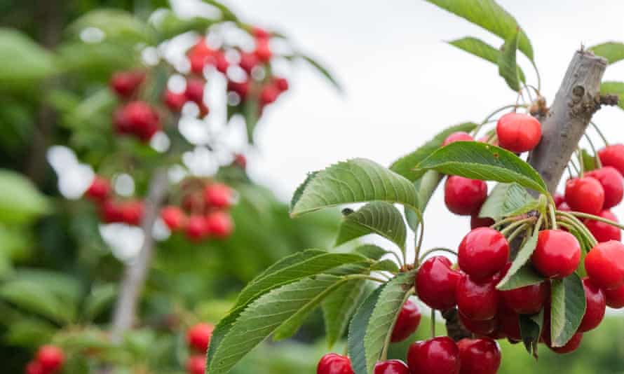 Cherries in a NSW orchard