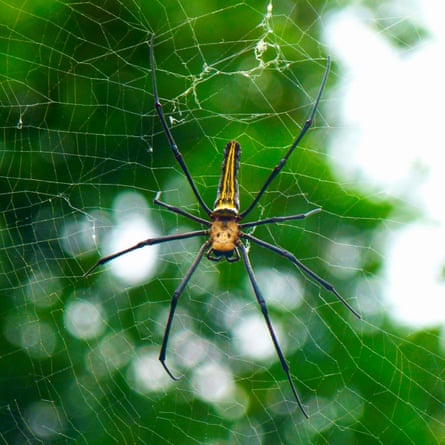 For Nicholas Binge feature 29 Apr 2023. Spider hanging between the trees in Pak Kok, Lamma Island, Summer 2017.