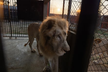 A thin adult male lion in a cage.