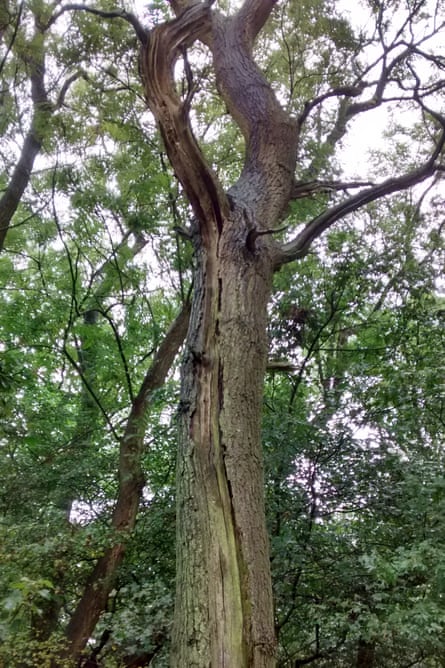 An example of a rare Bechstein’s bat roost in a partially hollow oak tree, Finemere Wood, Buckinghamshire, ancient wood and nature reserve adjacent to HS2