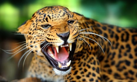 Jaguar numbers have dwindled in recent years, especially in South America.