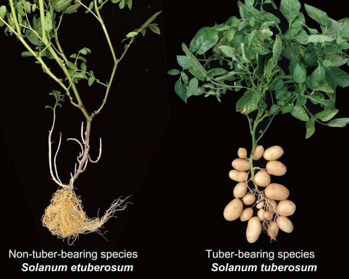 ‘This wasn’t obvious’: the potato evolved from a tomato ancestor, researchers find