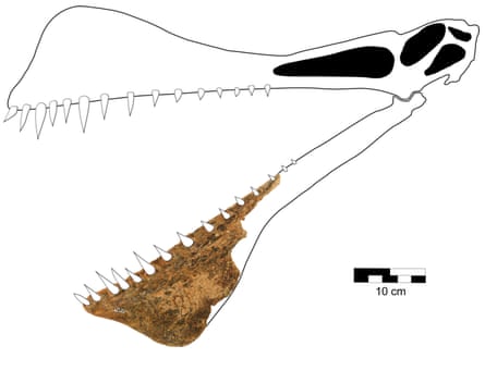 The jawbone of the pterosaurus
