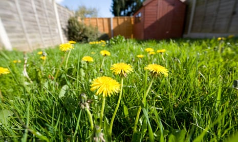 Dandelion flowers grow wild from the grass in a back garden at the end of April.