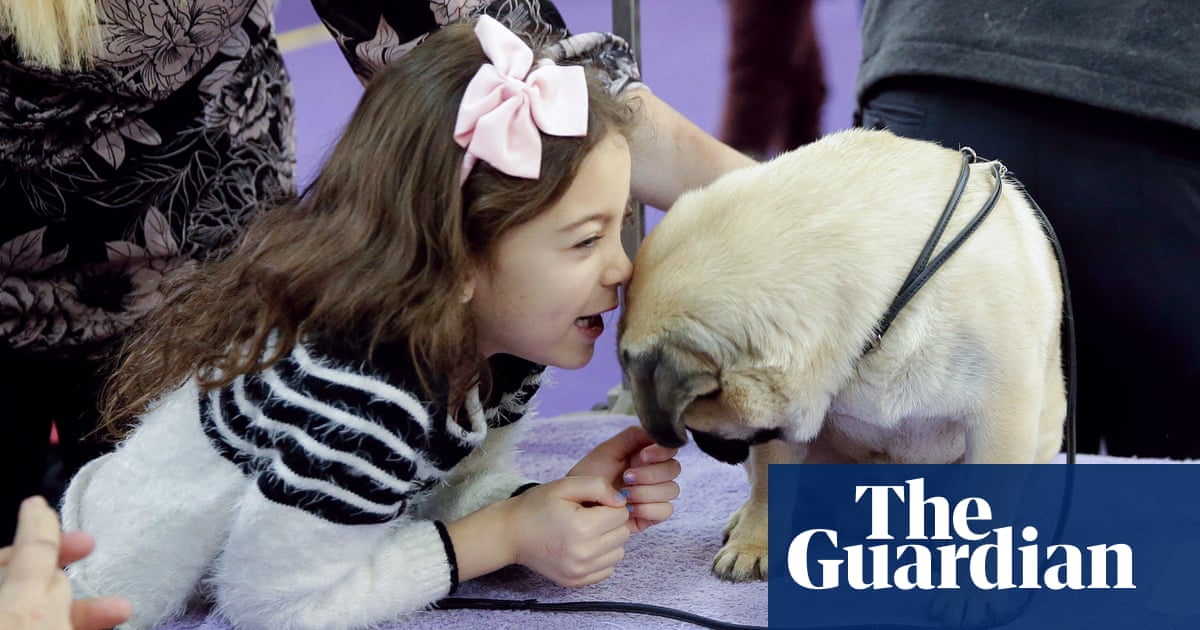 2019 Westminster Kennel Club dog show – in pictures | Sport
