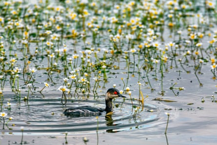 A bird with a red eye swimming on a lake.
