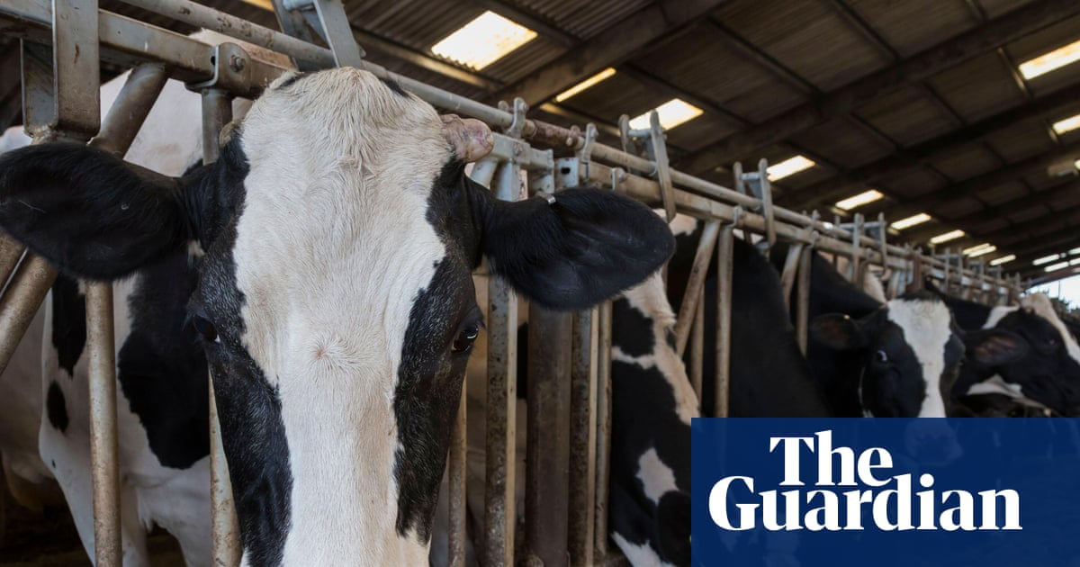 Moo-ving to the Future: UK Dairy Farms Go Full Matrix with 'Battery Cows'