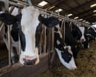 Huge rise in factory-style dairy farming of ‘battery cows’ in UK as costs rise