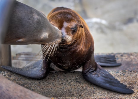 a sea lion nuzzles another sea lion
