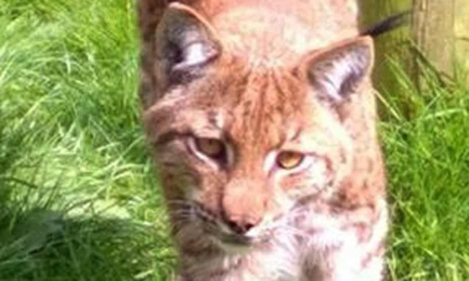 A two-year-old male lynx in its enclosure at Dartmoor zoo in Devon