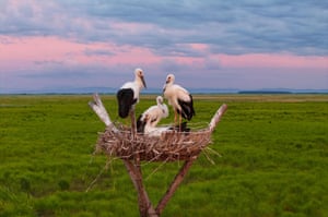 Oriental white storks in a nest at Sanhuanpao National Nature Reserve, China. Midsummer is the typical fledging season for oriental white stork chicks, who will later leave their parents. The bird species is under first-class national protection in China. Every spring, the birds migrate from the middle and lower reaches of the Yangtze River back to their breeding habitats in northeast China